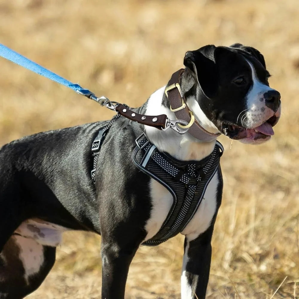 Fujian Durable Leather Dog Collar Safety Clip Harness