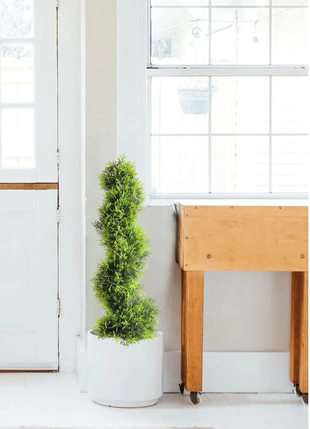 Hign-concerned Spiral Topiary Cypress Tree Two Pack Outdoor