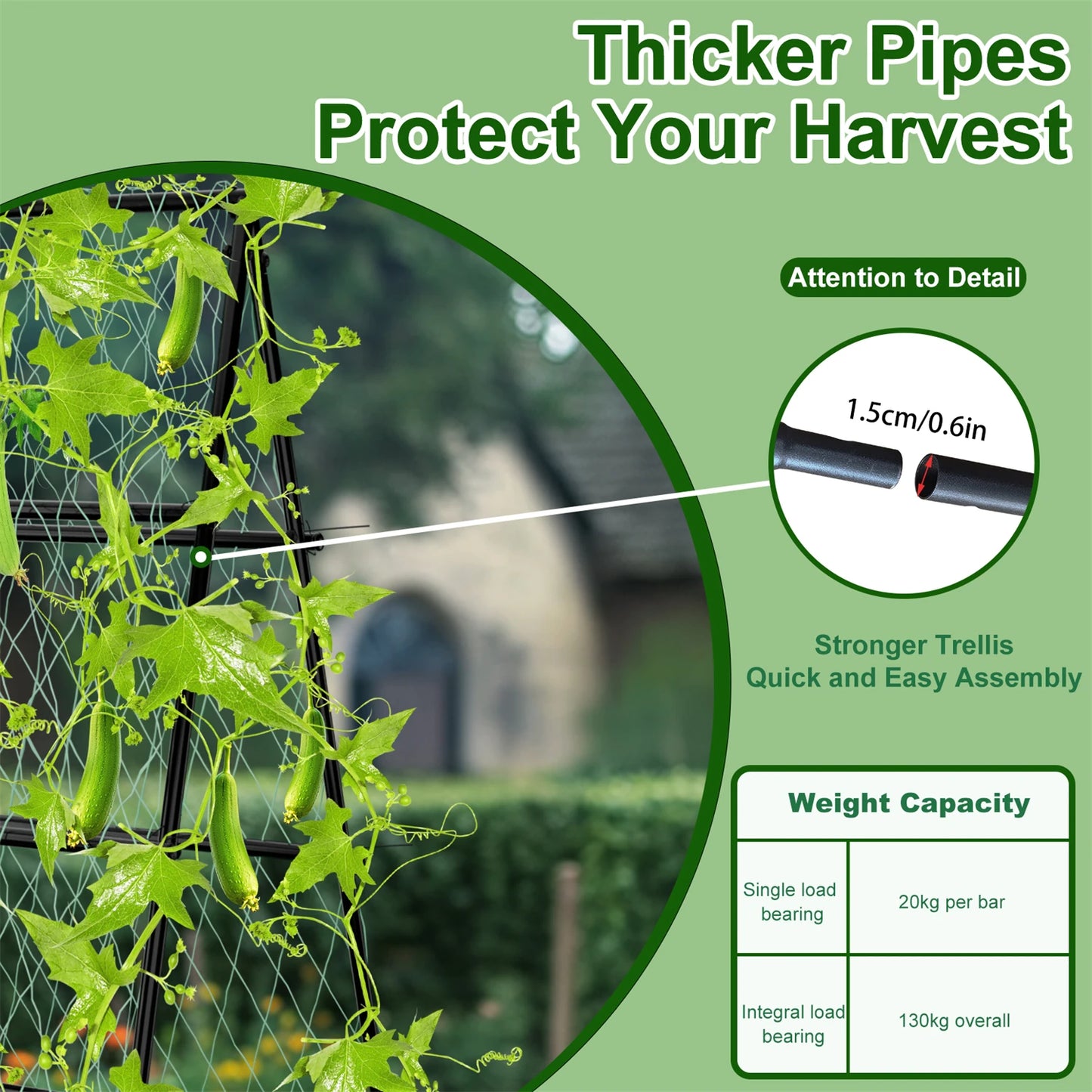 A Shaped Garden Trellis With Nylon Netting For Beans