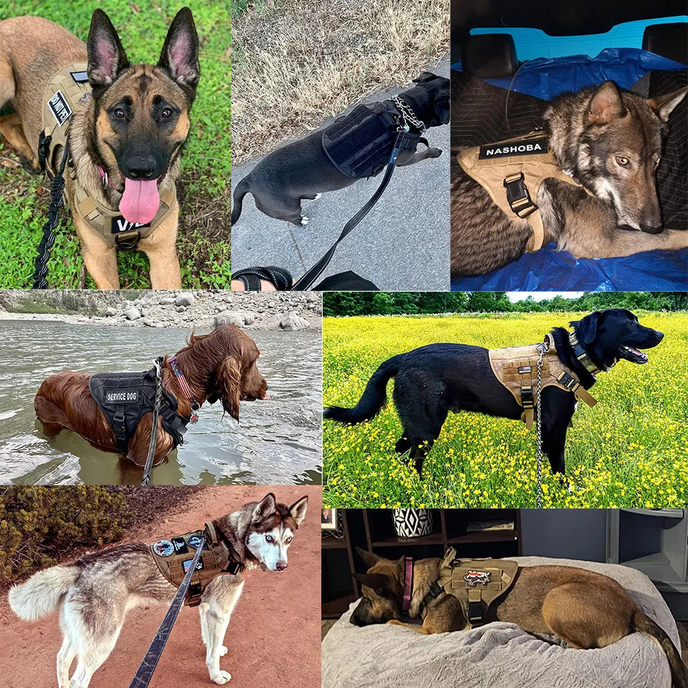PETRAVELCN Dog Harness And Leash Set Training And Walking